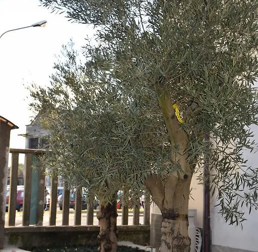 B ＆ B レオナルド