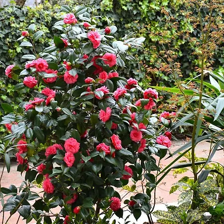 Pensjonat Leonardo Rho